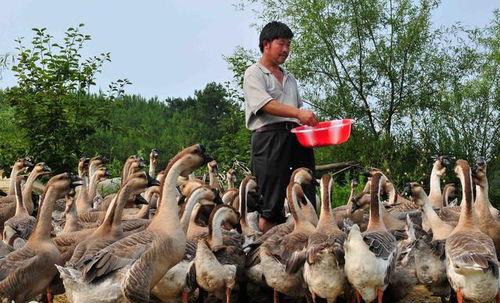 钓鱼爆料老山羊视频大全,老山羊视频大全中的钓鱼技巧与心得  第1张